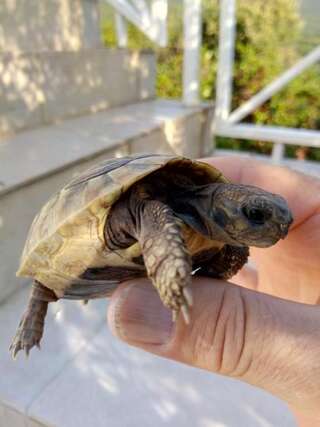 Дома для отпуска Suntime Villa 7 Тиват Дом с 3 спальнями-26