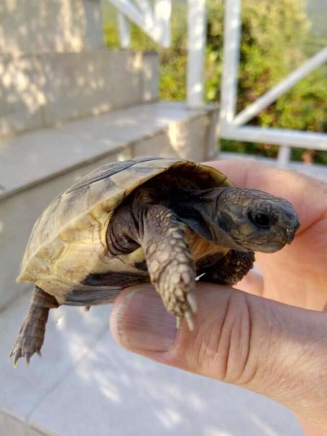 Дома для отпуска Suntime Villa 7 Тиват-72